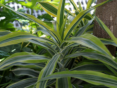 드라세나 레몬라임 사진 - Dracaena deremensis \'Lemon Lime\' Photos