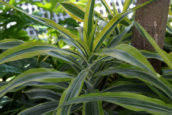 드라세나 레몬라임 - Dracaena deremensis 