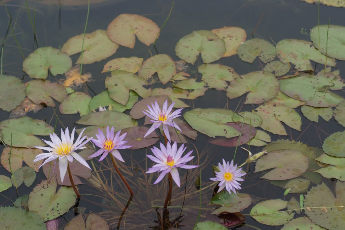 수련 - Nymphaea tetragona var. angusta