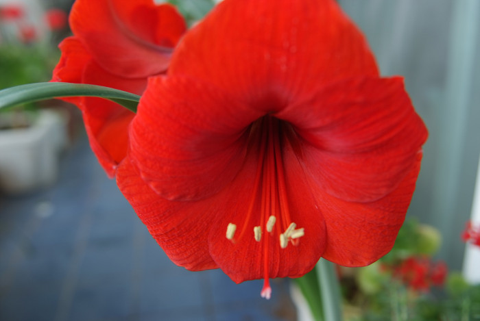 아마릴리스 - amaryllis, Hippeastrum puniceum (Lam.) Voss