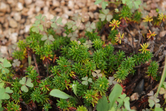 시로미 - Empetrum nigrum var. japonicum K.Koch