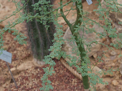 파킨소니아 프레이콕스 사진 - Parkinsonia praecox Photos