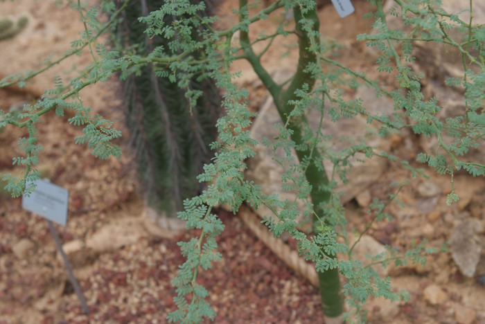 파킨소니아 프레이콕스 - Arbol brea, Parkinsonia praecox