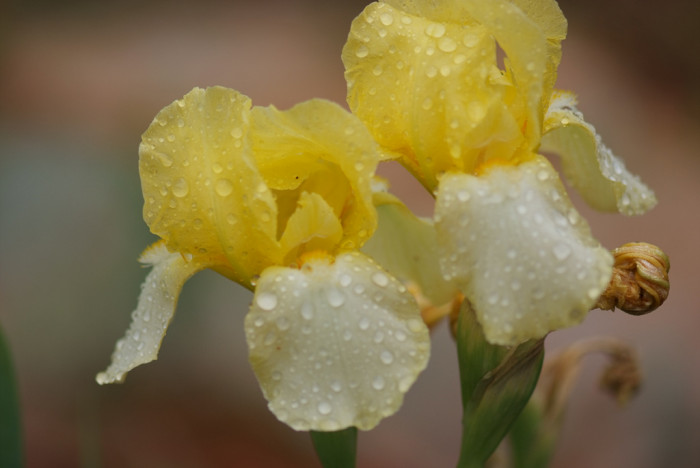 독일붓꽃 - German iris, Iris germanica L.