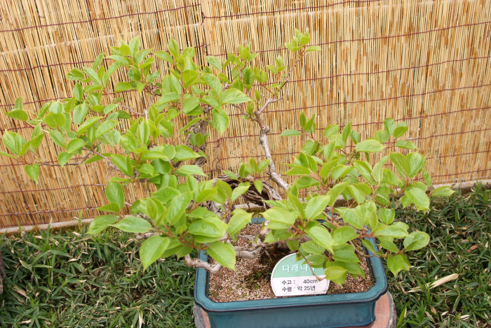 다래 - Actinidia arguta (Siebold & Zucc.) Planch. ex Miq. var. arguta