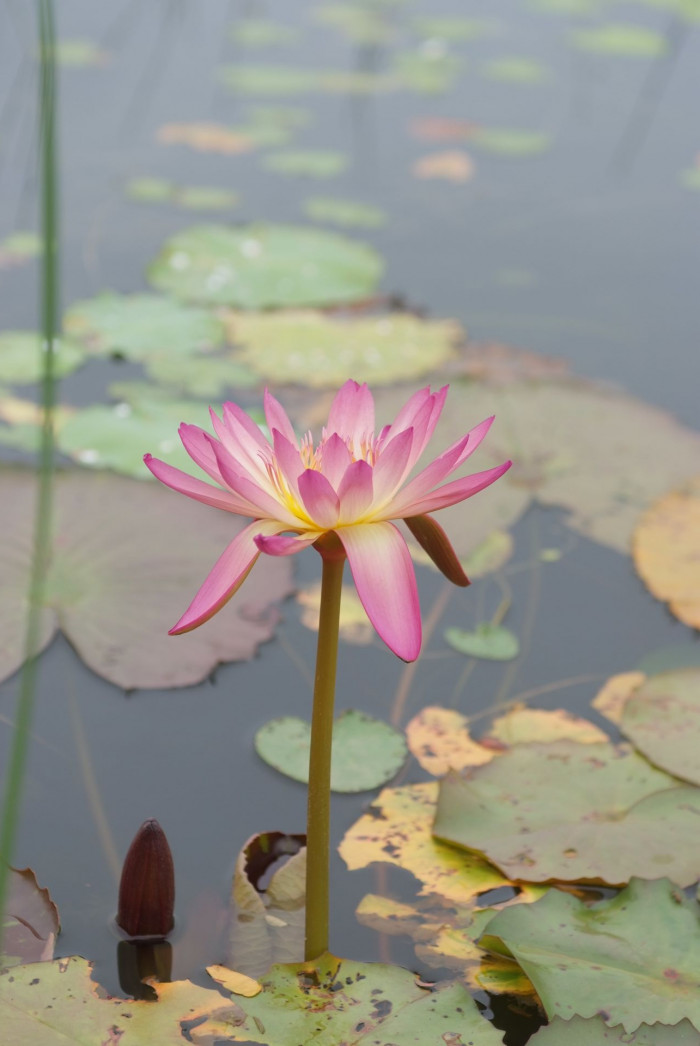 수련 - Nymphaea tetragona var. angusta