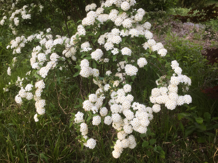 공조팝나무 - Spiraea cantoniensis Lour.