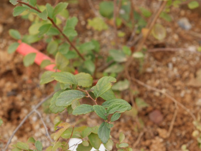 당조팝나무 사진 - Spiraea chinensis Maxim. Photos