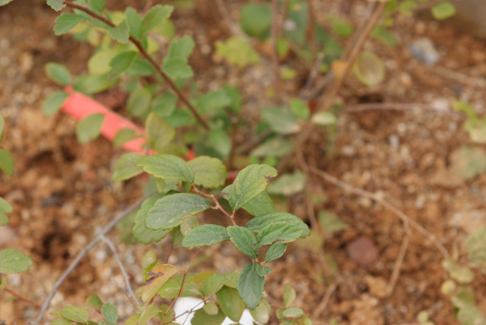 당조팝나무 - Spiraea chinensis Maxim.