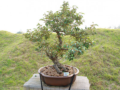 보리수나무 사진 - Elaeagnus umbellata Thunb. Photos