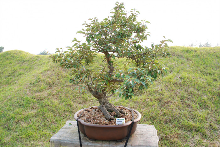 보리수나무 - Littleleaf linden tree, Elaeagnus umbellata Thunb.