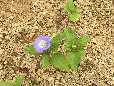 페루꽈리 사진 - Nicandra physalodes (L.) Gaertn. Photos