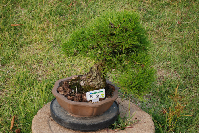 곰솔 - Pinus thunbergii Parl.
