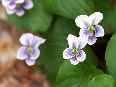 미국제비꽃 사진 - Viola sororia Willd. Photos