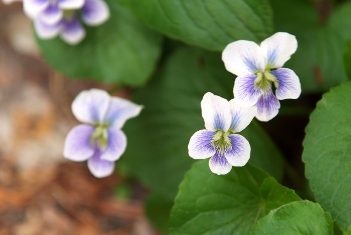 미국제비꽃 - Viola sororia Willd.