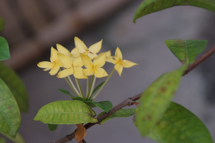 익소라 자바니카 - Ixora javanica