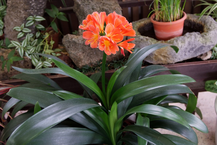 군자란 - Clivia miniata Regel