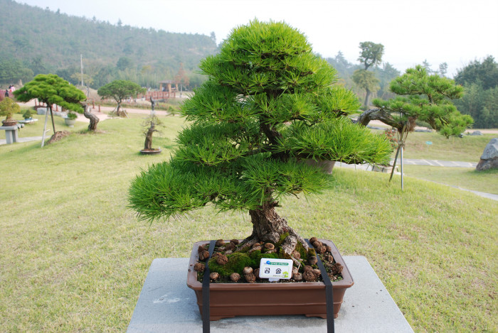 곰솔 - Pinus thunbergii Parl.