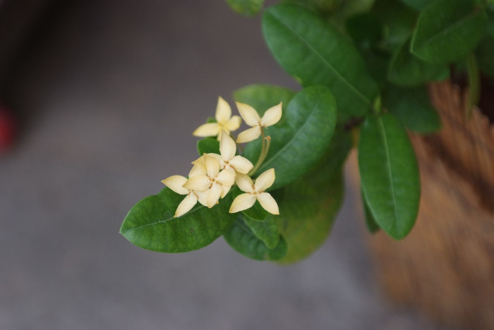 익소라 자바니카 - Ixora javanica