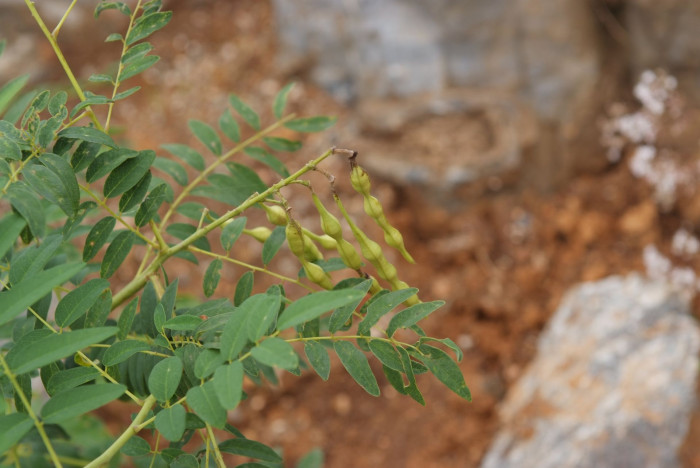 고삼 - Sophora flavescens Solander ex Aiton
