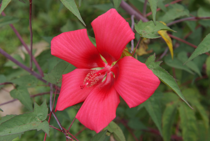 해변아욱 - Seashore mallow, Kosteletzkya virginica