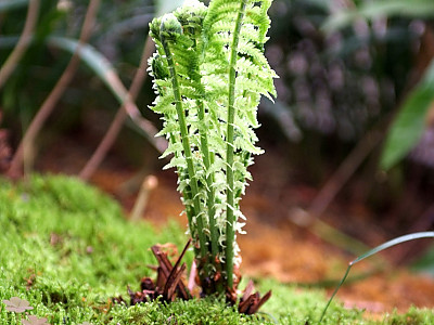 꿩고비 사진 - Osmunda cinnamomea var. fokiensis Copel. Photos
