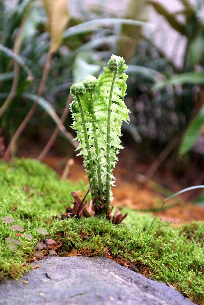 꿩고비 - Osmunda cinnamomea var. fokiensis Copel.