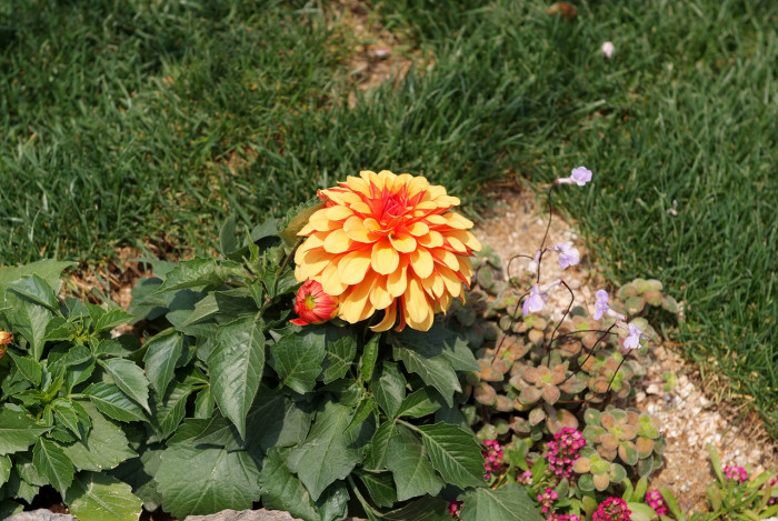 다알리아 - YELLOw BAIRD, Dahlia pinnata Cav.