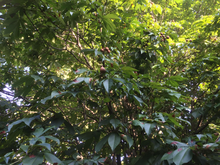 칠엽수 - -, Aesculus turbinata Blume