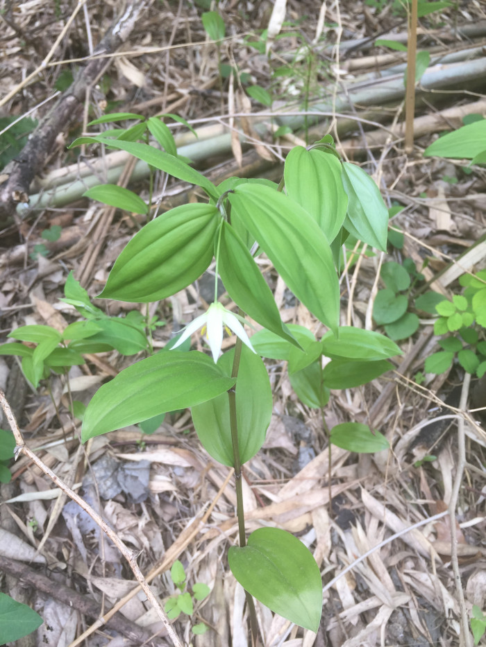 애기나리 - Disporum smilacinum A.Gray