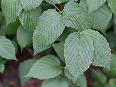 병아리꽃나무 사진 - Rhodotypos scandens  Photos