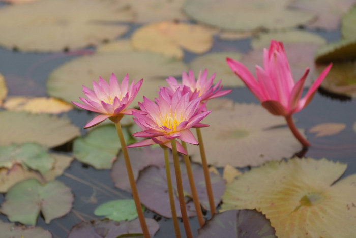수련 - Nymphaea tetragona var. angusta