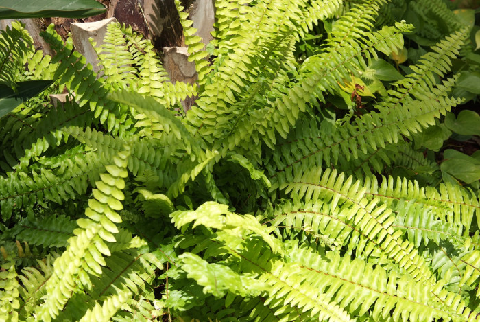 보스턴고사리 - Boston fern, Nephrolepis exaltata