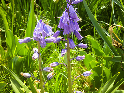 쉴라 사진 - Scilla spp. Photos