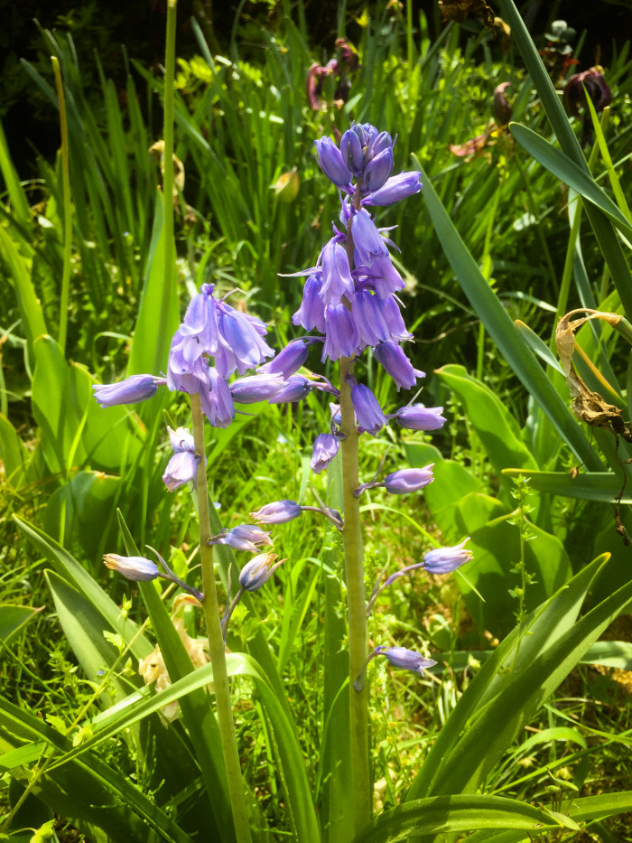 쉴라 - Scilla, Scilla spp.