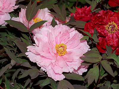 모란 사진 - Paeonia suffruticosa Andr. Photos