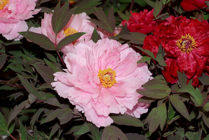 모란 - Peony blossom, Paeonia suffruticosa Andr.