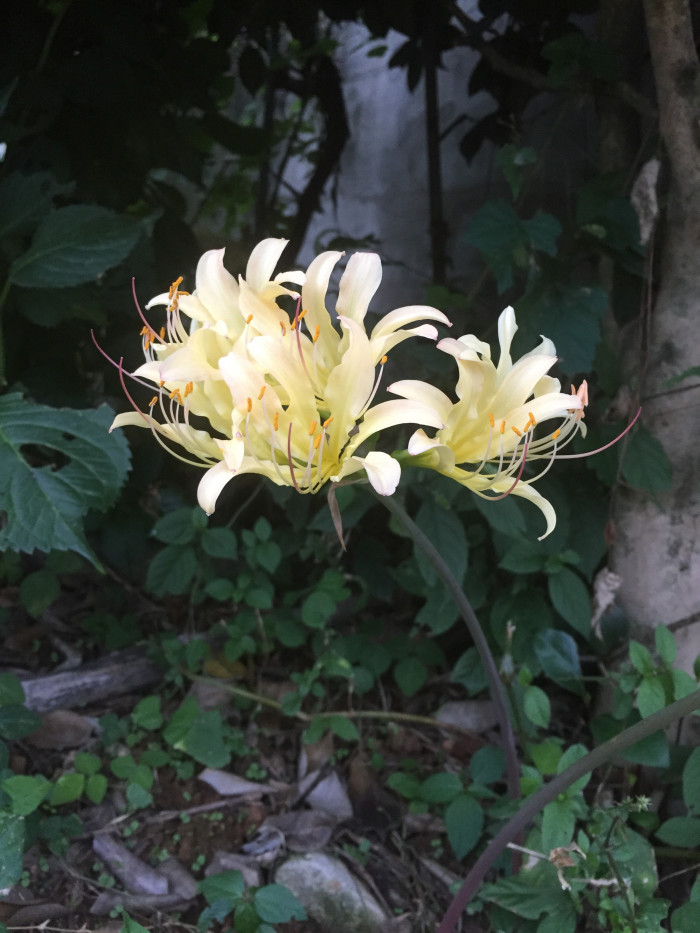 붉노랑상사화 - Lycoris flavescens M.Y.Kim & S.T.Lee
