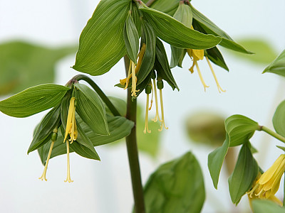윤판나물 사진 - Disporum sessile  Photos
