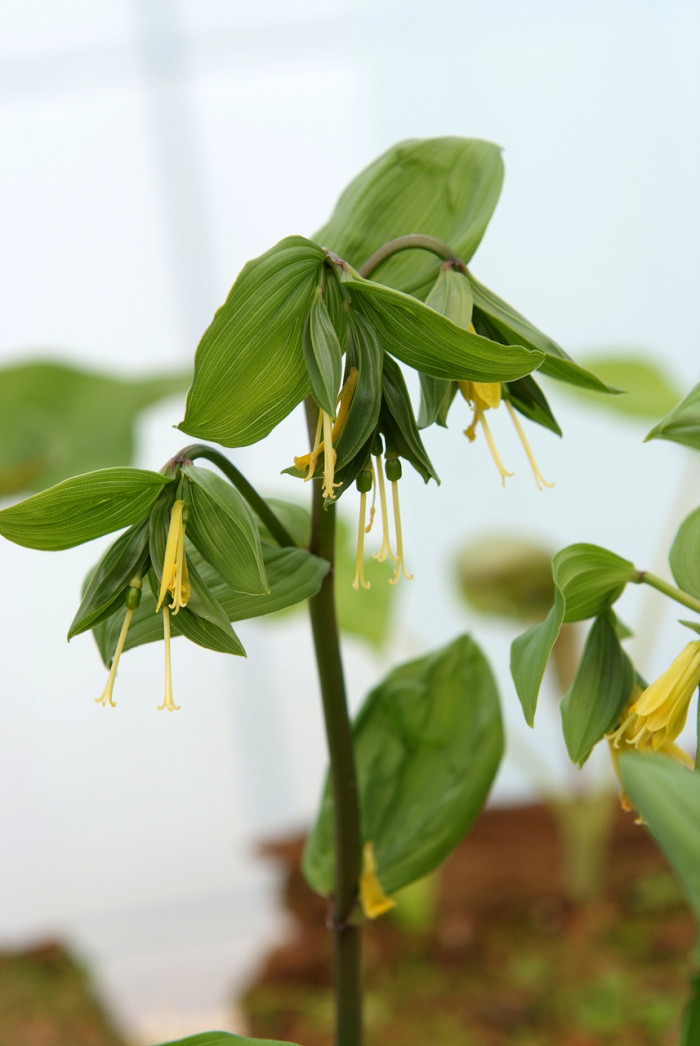 윤판나물 - Disporum sessile 