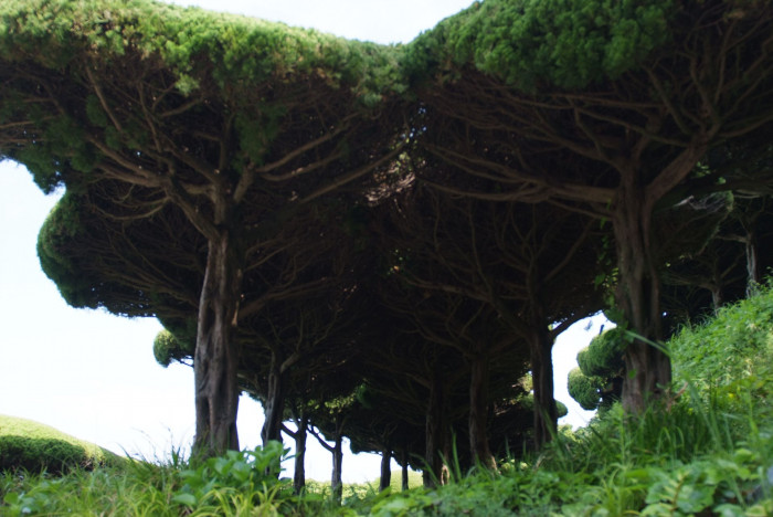 향나무 - Juniperus chinensis L.