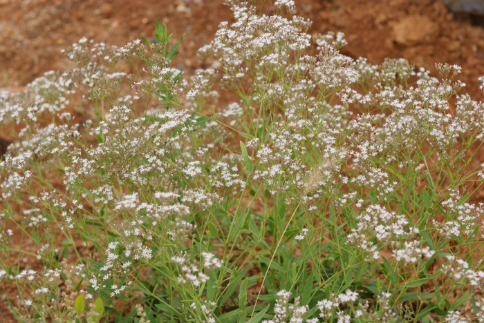 가는대나물 - Gypsophila pacifica Kom.