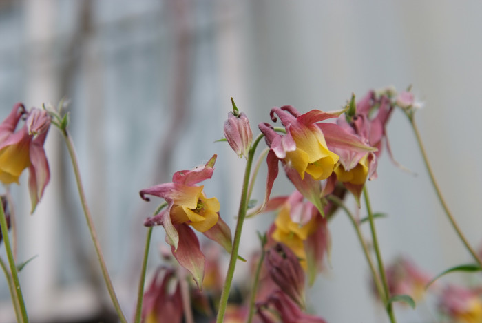 매발톱 - columbine, Aquilegia buergeriana Siebold & Zucc. var. oxysepala (Trautv. & C. A. Mey.) Kitam.