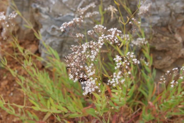 가는대나물 - Gypsophila pacifica Kom.