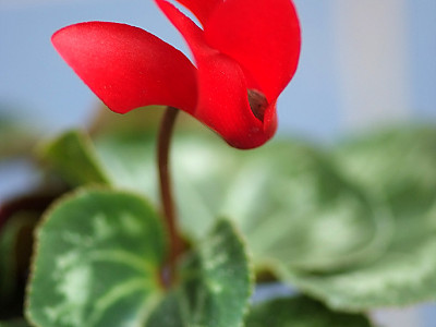 시클라멘 사진 - Cyclamen persicum Photos