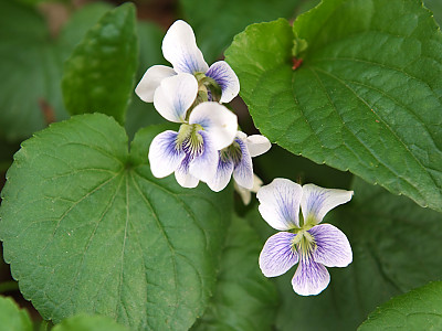 미국제비꽃 사진 - Viola sororia Willd. Photos