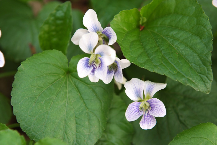 미국제비꽃 - Viola sororia Willd.