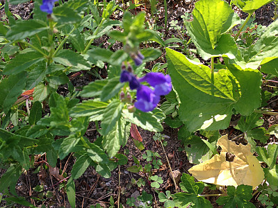 골무꽃 사진 - Scutellaria indica L. Photos