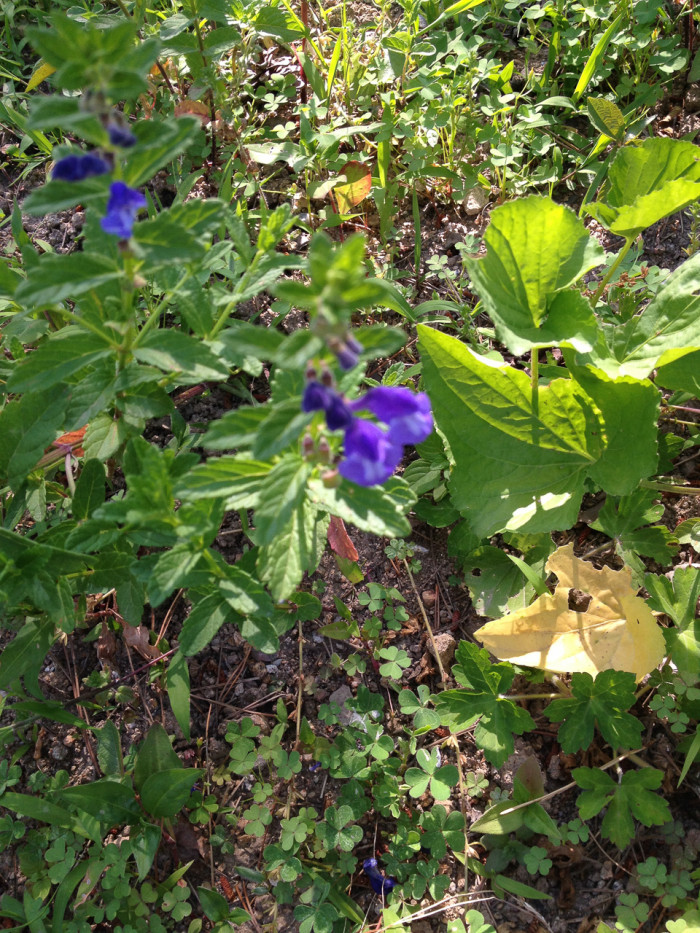 골무꽃 - Scutellaria indica L.