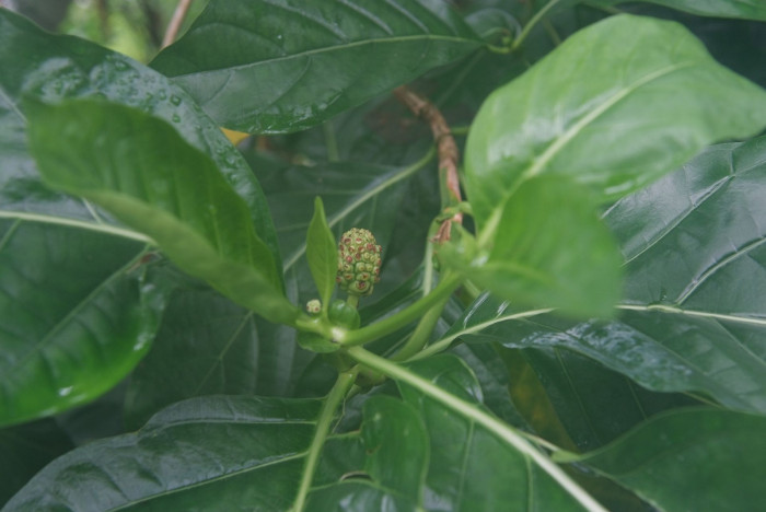 노니 - Noni fruit, Morinda citrifolia